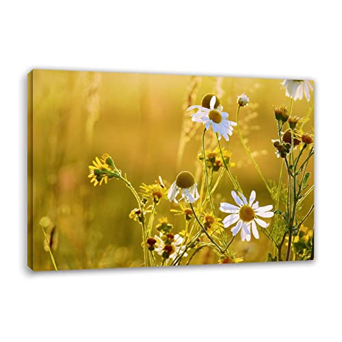 Apcgsm Bilder Blumen Kamille Weiß - Leinwandbilder Blumen Kunstdruck - Bild auf Leinwand - Modern Wohnzimmer Wandbilder Wanddekoration - Wand Bild Landschaft Natur 70x98cm(27.6x38.6) Rahmenlos von Apcgsm