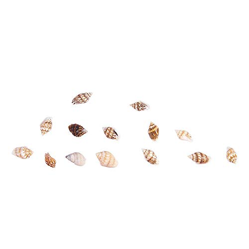 Apofly 30Pcs Tiny Sea Shell Ocean Beach Spiral Muscheln Craft Tiny Miniatur Fairy Garden Beach Critter Seashells-Strand-Thema-Partei Hochzeitsdeko Mini Conch von Apofly