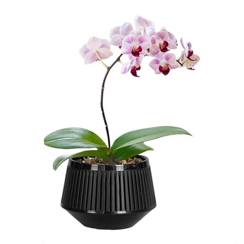 Aprilsunnyzone Doppelschichtiger Blumentopf mit Luftstromsystem, für Innen- und Außenbereich, für Orchideen, Wurzelkontrolle, Gartentopf Aprilsunnyzone Doppelschichtiger Blumentopf mit Luftstromsystem, für Innen- und Außenbereich, für Orchideen, Wurzelkontrolle, Gartentopf von Aprilsunnyzone