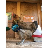 Huhn Crop Bra, Abnehmbarer Supporter von AptosBeach