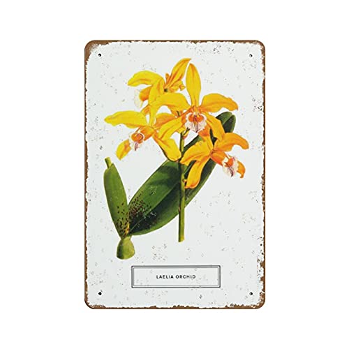 Botany Garden Laelia Orchidee Blume Neuheit Retro Blechschild 20,3 x 30,5 cm geprägtes Metall Metall Poster Vintage Schilder Retro Aluminium Geschenk Vintage Hängeschild Tür Antik Bauernhof Botany Garden Laelia Orchidee Blume Neuheit Retro Blechschild 20,3 x 30,5 cm geprägtes Metall Metall Poster Vintage Schilder Retro Aluminium Geschenk Vintage Hängeschild Tür Antik Bauernhof von Apular