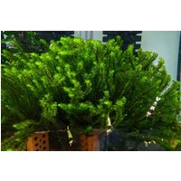Rare Moos | Distichophyllum Sp. "Rare-Moss" Aquarium Pflanze Pflanzen Wasserpflanze Aquariummoos Moose Moss von AquaBirneDE