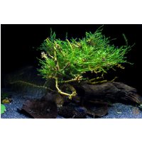 Trauerweidenmoos | Drepanocladus Sp. Weeping Aquarium Pflanze Pflanzen Wasserpflanze Moos Moose Moss von AquaBirneDE