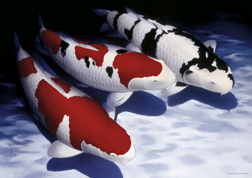 Koi Kunstdruck 3er Set bunt Koi Kunstdruck 3er Set bunt von AquaLogistik