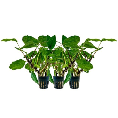 AquaOne Aquarium 3 Stück Pflanze Lagenandra sp Green I Wasserpflanze Aquariumpflanze Mittelgrund Vordergrund voll durchwurzelt Aquascaping Dekoration von AquaOne