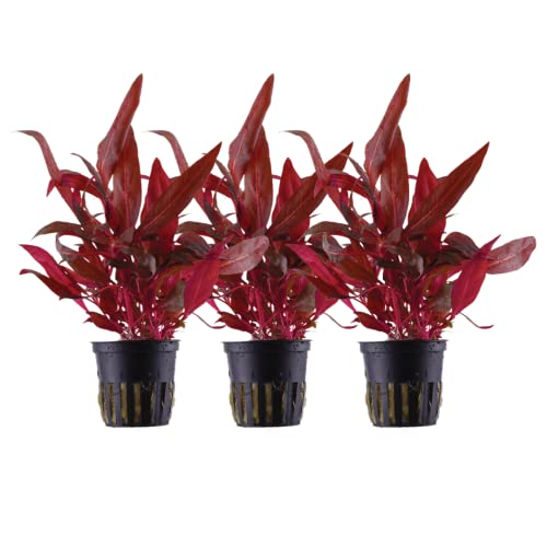 AquaOne Aquarium Pflanze 3 Stück Alternanthera reineckii 'Rosanervig' I Wasserpflanze Aquariumpflanze Stängelpflanze voll durchwurzelt einfach pflegeleicht Aquascaping Dekoration AquaOne Aquarium Pflanze 3 Stück Alternanthera reineckii 'Rosanervig' I Wasserpflanze Aquariumpflanze Stängelpflanze voll durchwurzelt einfach pflegeleicht Aquascaping Dekoration von AquaOne