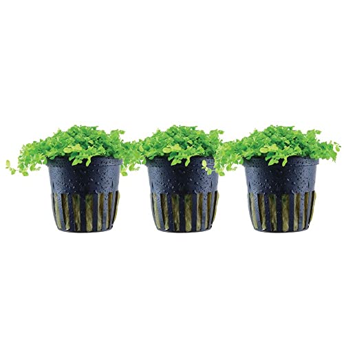 AquaOne Aquarium Pflanze 3 Stück Micranthemum tweediei 'Monte Carlo' I Wasserpflanze Aquariumpflanze Bodendecker voll durchwurzelt einfach pflegeleicht Aquascaping Dekoration von AquaOne
