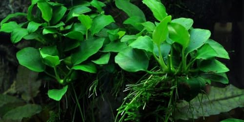 AquaOne Aquarium Pflanze Anubias 'Petite' I Wasserpflanze Aquariumpflanze Stängelpflanze voll durchwurzelt einfach pflegeleicht Aquascaping Dekoration von AquaOne