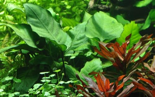 AquaOne Aquarium Pflanze Anubias barteri caladiifolia I Wasserpflanze Aquariumpflanze Wurzelstock/Rhizom voll durchwurzelt einfach pflegeleicht Aquascaping Dekoration von AquaOne