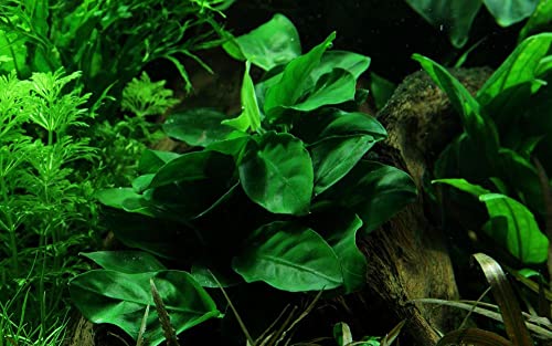 AquaOne Aquarium Pflanze Anubias barteri nana I Wasserpflanze Aquariumpflanze Wurzelstock/Rhizom voll durchwurzelt einfach pflegeleicht Aquascaping Dekoration… von AquaOne