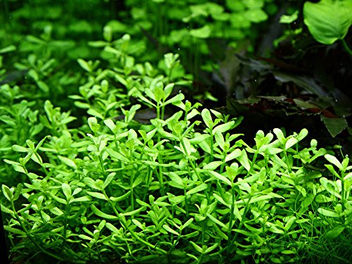 AquaOne Aquarium Pflanze Bacopa monnieri 'Compact' I Wasserpflanze Aquariumpflanze Stängelpflanze voll durchwurzelt einfach pflegeleicht Aquascaping Dekoration von AquaOne