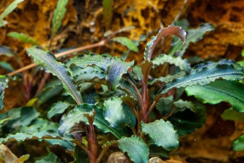 AquaOne Aquarium Pflanze Bucephalandra 'Kedagang' I Wasserpflanze Aquariumpflanze Wurzelstock/Rhizom voll durchwurzelt einfach pflegeleicht Aquascaping Dekoration von AquaOne