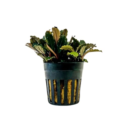 AquaOne Aquarium Pflanze Bucephalandra sp. 'Blue Green' I Wasserpflanze Aquariumpflanze Wurzelstock/Rhizom voll durchwurzelt einfach pflegeleicht Aquascaping Dekoration von AquaOne