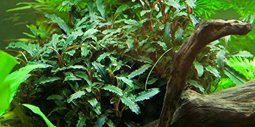 AquaOne Aquarium Pflanze Bucephalandra sp. 'Red' I Wasserpflanze Aquariumpflanze Wurzelstock/Rhizom voll durchwurzelt einfach pflegeleicht Aquascaping Dekoration von AquaOne