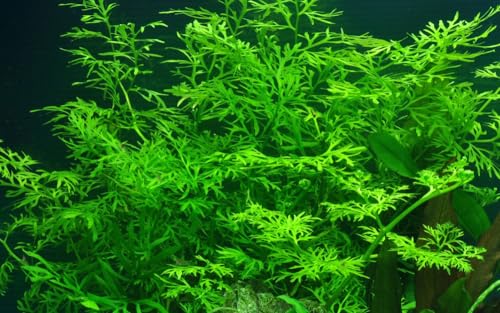 AquaOne Aquarium Pflanze Ceratopteris thalictroides I Wasserpflanze Aquariumpflanze Stängelpflanze voll durchwurzelt einfach pflegeleicht Aquascaping Dekoration von AquaOne
