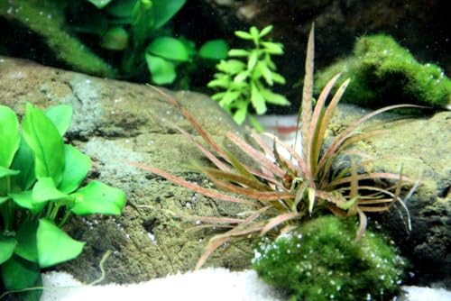 AquaOne Aquarium Pflanze Cryptocoryne albida 'Brown' I Wasserpflanze Aquariumpflanze Rosette voll durchwurzelt einfach pflegeleicht Aquascaping Dekoration von AquaOne