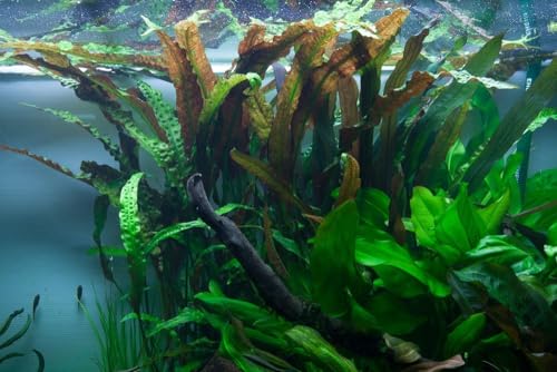 AquaOne Aquarium Pflanze Cryptocoryne usteriana I Mittelgrund Wasserpflanze Aquariumpflanze Rosette voll durchwurzelt einfach Aquascaping Dekoration von AquaOne