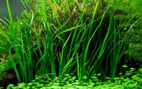 AquaOne Aquarium Pflanze Cyperus helferi I Wasserpflanze Aquariumpflanze Ausläufer voll durchwurzelt einfach pflegeleicht Aquascaping Dekoration von AquaOne