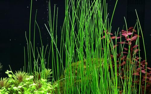 AquaOne Aquarium Pflanze Eleocharis montevidensis I Wasserpflanze Aquariumpflanze Ausläufer voll durchwurzelt einfach pflegeleicht Aquascaping Dekoration von AquaOne