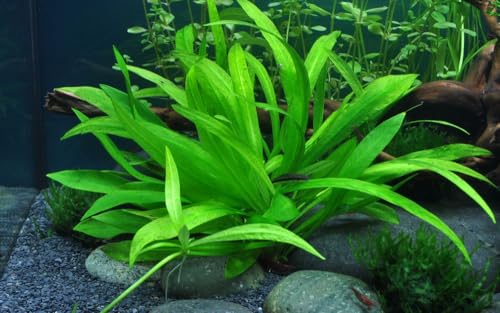 AquaOne Aquarium Pflanze Helanthium 'Quadricostatus' I Wasserpflanze Aquariumpflanze Rosette voll durchwurzelt einfach pflegeleicht Aquascaping Dekoration von AquaOne