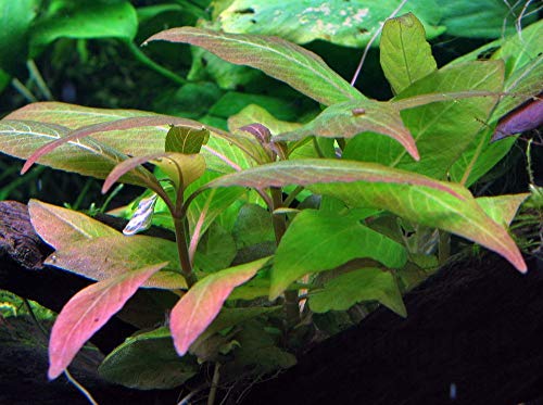 AquaOne Aquarium Pflanze Hygrophila Compact I Wasserpflanze Aquariumpflanze Stängelpflanze voll durchwurzelt einfach pflegeleicht Aquascaping Dekoration von AquaOne