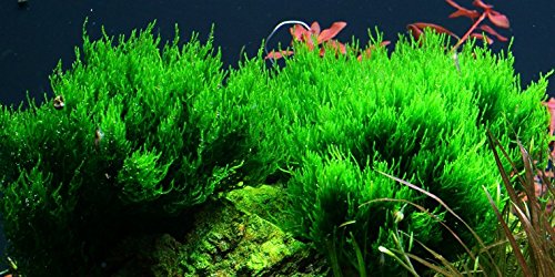 AquaOne Aquarium Pflanze In Vitro 1 Stück Moos Taxiphyllum 'Flame' Wasserpflanze 1-2-Grow! Aquariumpflanzen Moose Becher Labor-Aquarienpflanzen von AquaOne