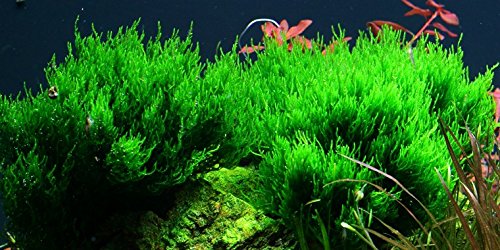 AquaOne Aquarium Pflanze In Vitro 1 Stück Moos Taxiphyllum 'Flame' Wasserpflanze 1-2-Grow Aquariumpflanzen Moose Becher Labor-Aquarienpflanzen von AquaOne