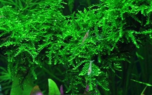 AquaOne Aquarium Pflanze In Vitro 2 Stück Moos Vesicularia ferriei 'Weeping' Wasserpflanze 1-2-Grow! Aquariumpflanzen Set Moose Becher Labor-Aquarienpflanzen von AquaOne