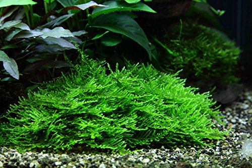 AquaOne Aquarium Pflanze In Vitro 3 Stück Moos Taxiphyllum 'Spiky' Wasserpflanze 1-2-Grow! Aquariumpflanzen Set Moose Becher Labor-Aquarienpflanzen von AquaOne