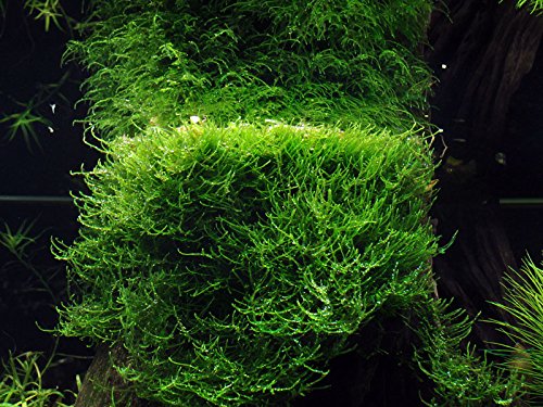 AquaOne Aquarium Pflanze In Vitro 3 Stück Moos Taxiphyllum barbieri Wasserpflanze 1-2-Grow Aquariumpflanzen Set Moose Becher Labor-Aquarienpflanzen von AquaOne
