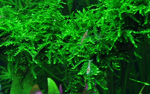 AquaOne Aquarium Pflanze In Vitro 3 Stück Moos Vesicularia ferriei 'Weeping' Wasserpflanze 1-2-Grow! Aquariumpflanzen Set Moose Becher Labor-Aquarienpflanzen von AquaOne