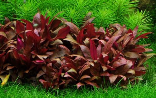 AquaOne Aquarium Pflanze In Vitro Alternanthera reineckii 'Mini' Wasserpflanze 1-2-Grow! Aquariumpflanze Becher Labor-Aquarienpflanzen Dekoration Aquascaping von AquaOne