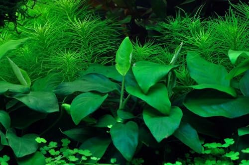 AquaOne Aquarium Pflanze In Vitro Anubias barteri nana Wasserpflanze 1-2-Grow! Aquariumpflanze Becher Labor-Aquarienpflanzen Dekoration Aquascaping von AquaOne