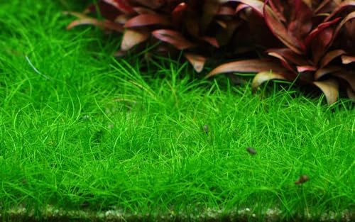 AquaOne Aquarium Pflanze In Vitro Eleocharis pusilla 'Mini' Wasserpflanze 1-2-Grow! Aquariumpflanze Becher Labor-Aquarienpflanzen Dekoration Aquascaping von AquaOne