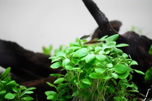 AquaOne Aquarium Pflanze In Vitro Lobelia cardinalis 'Mini' Wasserpflanze 1-2-Grow. Aquariumpflanze Becher Labor-Aquarienpflanzen Dekoration Aquascaping von AquaOne