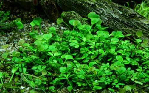 AquaOne Aquarium Pflanze In Vitro Marsilea hirsuta Wasserpflanze 1-2-Grow! Aquariumpflanze Becher Labor-Aquarienpflanzen Dekoration Aquascaping von AquaOne