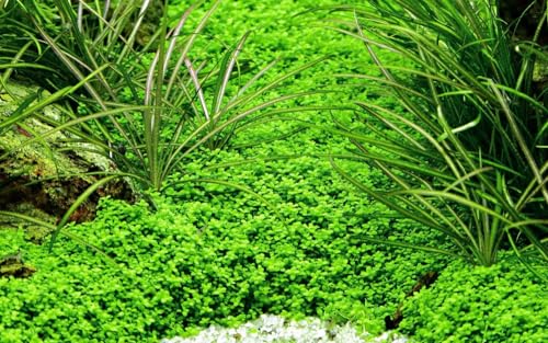 AquaOne Aquarium Pflanze In Vitro Micranthemum callitrichoides 'Cuba' Wasserpflanze 1-2-Grow. Aquariumpflanze Becher Labor-Aquarienpflanzen Dekoration Aquascaping von AquaOne