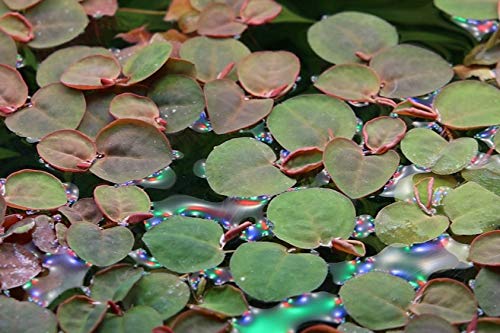AquaOne Aquarium Pflanze In Vitro Phyllanthus fluitans Wasserpflanze 1-2-Grow. Aquariumpflanze Becher Labor-Aquarienpflanzen Dekoration Aquascaping AquaOne Aquarium Pflanze In Vitro Phyllanthus fluitans Wasserpflanze 1-2-Grow. Aquariumpflanze Becher Labor-Aquarienpflanzen Dekoration Aquascaping von AquaOne