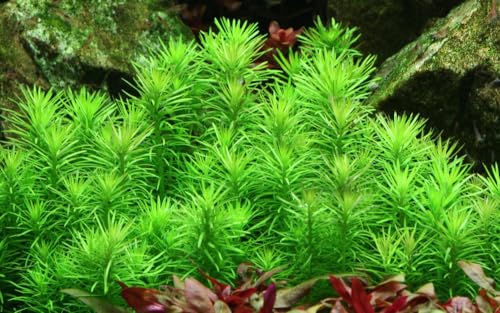 AquaOne Aquarium Pflanze In Vitro Pogostemon deccanensis Wasserpflanze 1-2-Grow. Aquariumpflanze Becher Labor-Aquarienpflanzen Dekoration Aquascaping von AquaOne