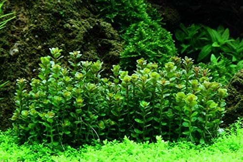 AquaOne Aquarium Pflanze In Vitro Rotala indica 'Bonsai' Wasserpflanze 1-2-Grow! Aquariumpflanze Becher Labor-Aquarienpflanzen Dekoration Aquascaping von AquaOne