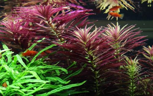 AquaOne Aquarium Pflanze Limnophila hippuridoides I Wasserpflanze Aquariumpflanze Stängelpflanze voll durchwurzelt einfach pflegeleicht Aquascaping Dekoration von AquaOne