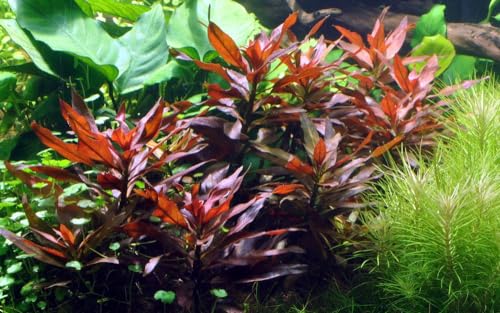 AquaOne Aquarium Pflanze Ludwigia glandulosa I Wasserpflanze Aquariumpflanze Stängelpflanze voll durchwurzelt einfach pflegeleicht Aquascaping Dekoration von AquaOne