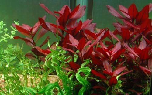 AquaOne Aquarium Pflanze Ludwigia repens 'Rubin' I Wasserpflanze Aquariumpflanze Stängelpflanze voll durchwurzelt einfach pflegeleicht Aquascaping Dekoration von AquaOne