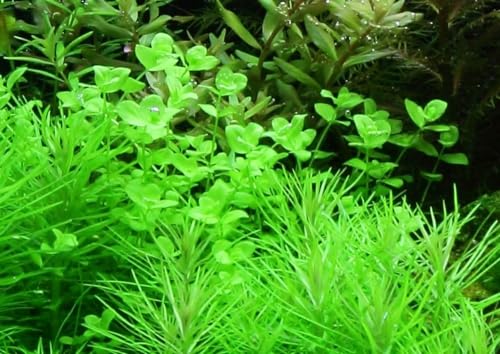 AquaOne Aquarium Pflanze Micranthemum umbrosum I Vordergrund Wasserpflanze Aquariumpflanze Stängelpflanze voll durchwurzelt Aquascaping Dekoration von AquaOne