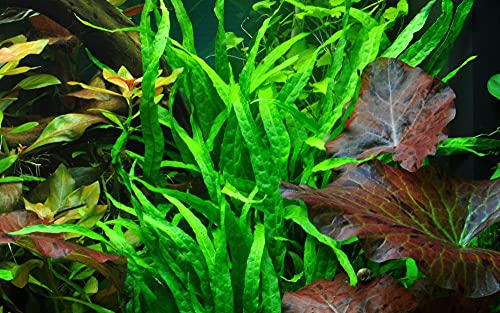 AquaOne Aquarium Pflanze Microsorum pteropus 'Narrow' I Wasserpflanze Aquariumpflanze Wurzelstock/Rhizom voll durchwurzelt einfach pflegeleicht Aquascaping Dekoration von AquaOne