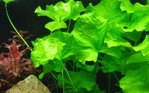 AquaOne Aquarium Pflanze Nymphoides hydrophylla 'Taiwan' I Wasserpflanze Aquariumpflanze Knolle/Zwiebel voll durchwurzelt einfach pflegeleicht Aquascaping Dekoration von AquaOne