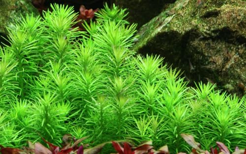 AquaOne Aquarium Pflanze Pogostemon deccanensis I Wasserpflanze Aquariumpflanze Stängelpflanze voll durchwurzelt mittel pflegeleicht Aquascaping Dekoration von AquaOne