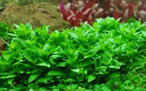 AquaOne Aquarium Pflanze Staurogyne repens I Wasserpflanze Aquariumpflanze Stängelpflanze voll durchwurzelt einfach pflegeleicht Aquascaping Dekoration von AquaOne