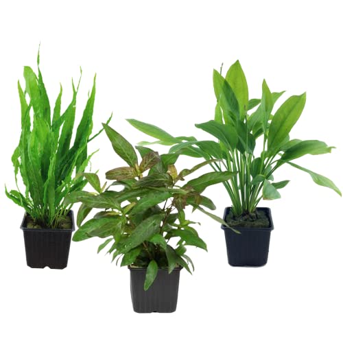 AquaOne Aquarium Pflanzen I 3X Mutterpflanzen XL I Mutterpflanze Aquarienpflanze I Echinodorus grisebachii Microsorum pteropus Hygrophila corymbosa I Set mit 3 Wasserpflanzen von AquaOne