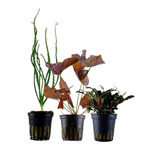 AquaOne Aquarium Pflanzen I 3x Wasserpflanzen Set Exclusiv I Aquarienpflanzen Crinum calamistratum Bucephalandra 'Kedagang' Nymphea Lotus Aquascaping von AquaOne